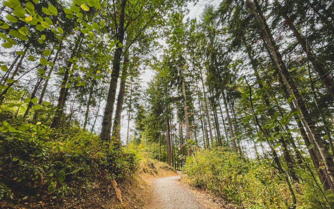 Discover the Best Hiking Trails Near Bellevue and Kirkland, Washington
