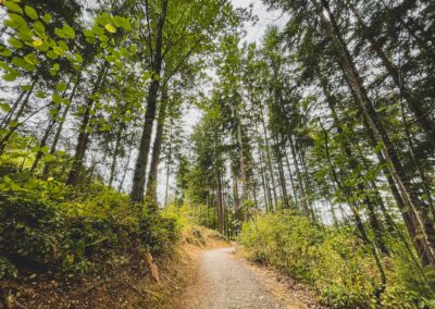 brown dirt road between green trees during daytime