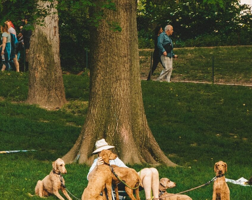 Dog Parks in Bellevue Washington: Where to Take Your Furry Friend for Playtime