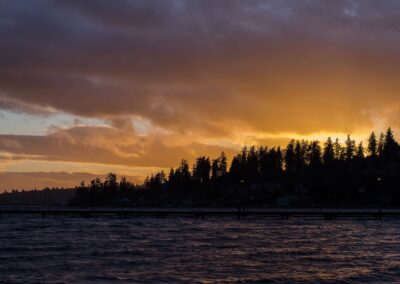 silhouette photo of pine trees near body of water
