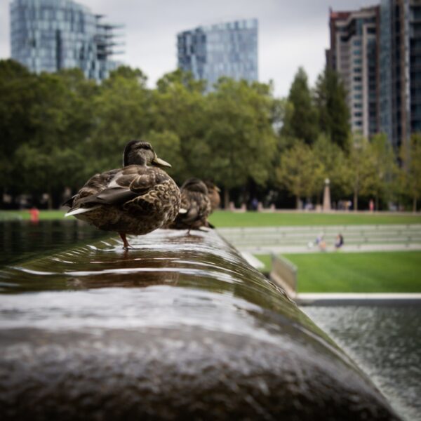 Photo by Ryan Stone brown duck