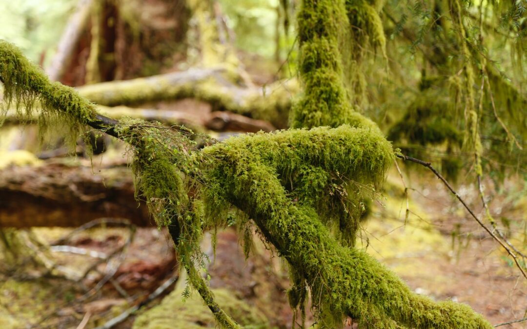Hiking in Issaquah, WA: Exploring the Great Outdoors in the Pacific Northwest