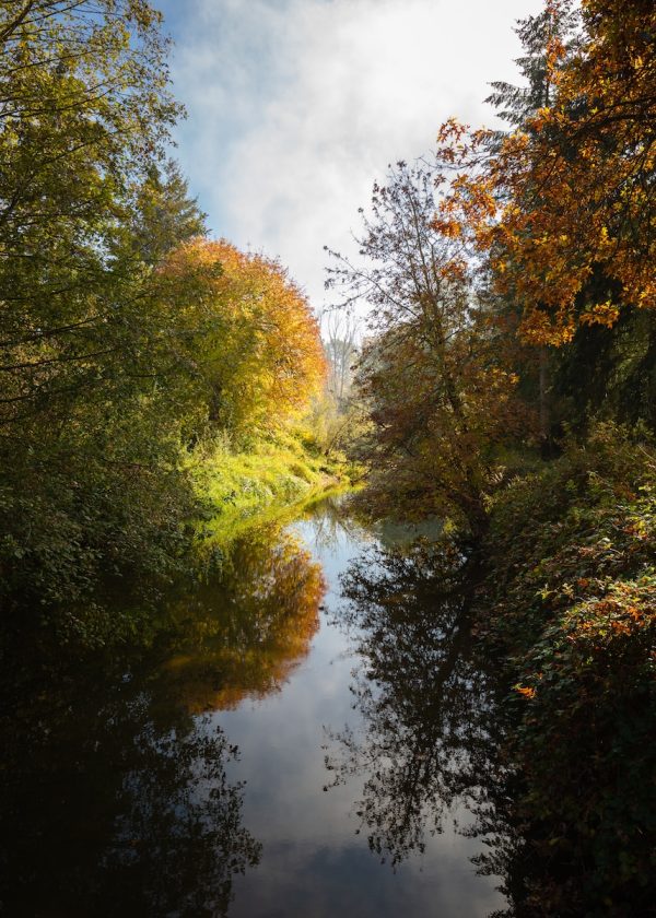 Photo by Dave green trees along river