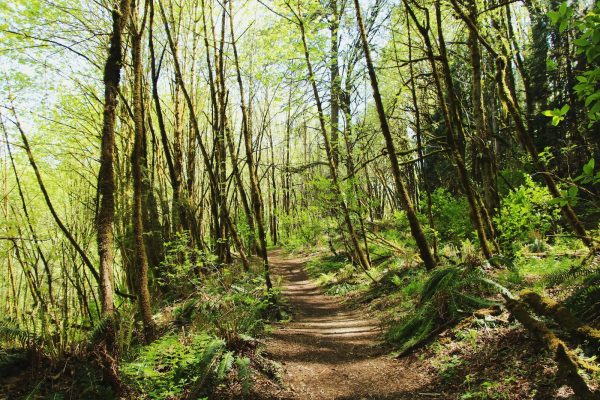 Photo by Adam Ulrich forest at daytime