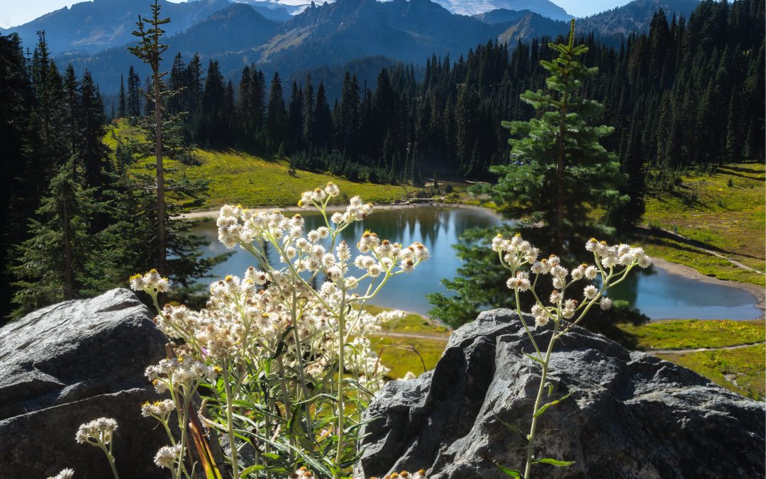 Top Bellevue, WA Places to Eat: A Foodie’s Guide!