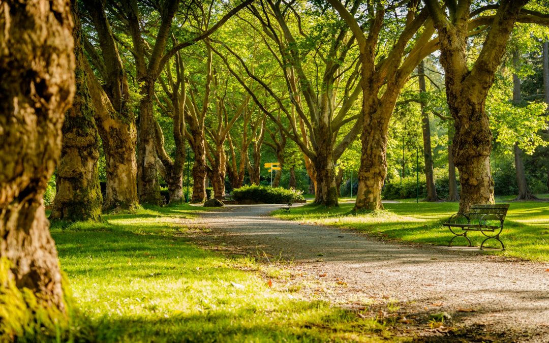 Best Parks in Issaquah, Washington: A Comprehensive Guide