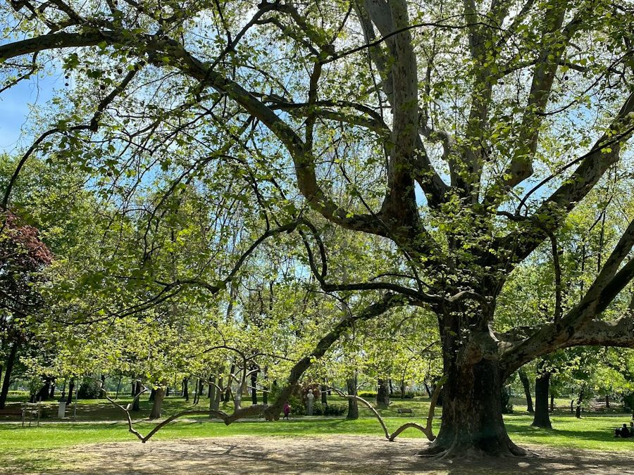 Best Parks in Sammamish Washington: Explore the Great Outdoors