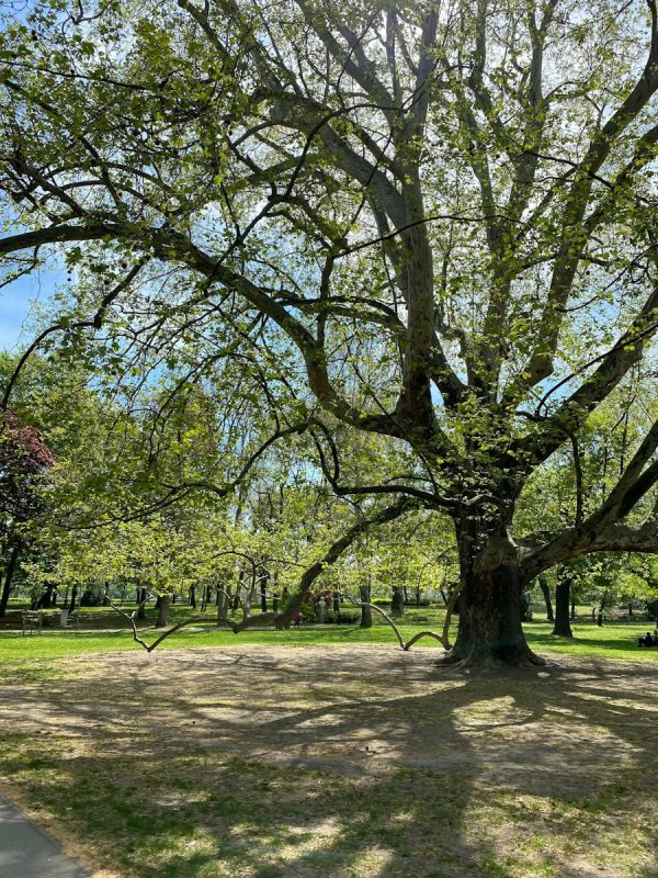 Photo by Bea Berces green trees on green grass field during daytime