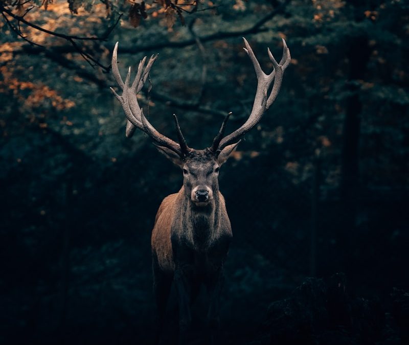 Wildlife in Bellevue Washington: A Comprehensive Guide